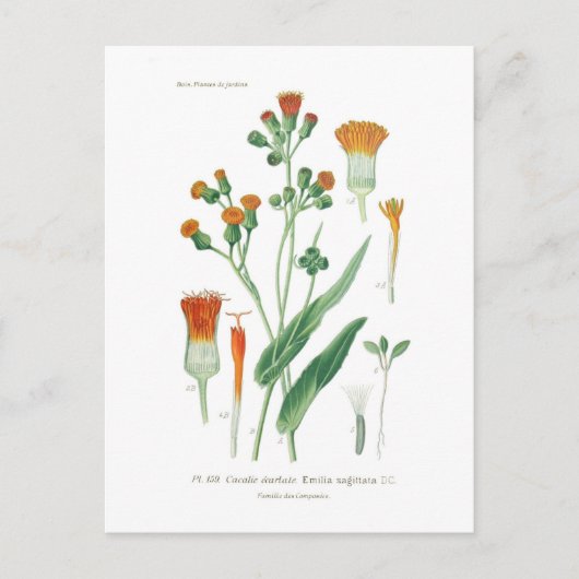 サギタタ線 ポストカード (正面)