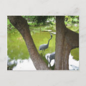サギ ポストカード (正面)