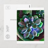 サクス ポストカード (正面/裏面)