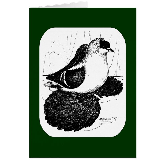 サクソン・スワロー・ピジョン1978 (正面)