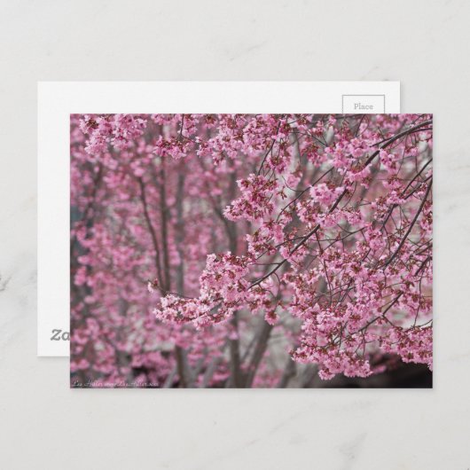 サクラの淡いピンクの花びらが舞う ポストカード (正面/裏面)
