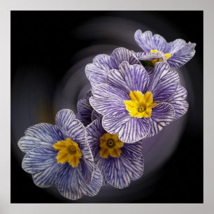 サクラソウの花 ポスター