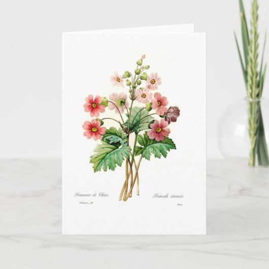 サクラソウ属のsinensis カード (正面)