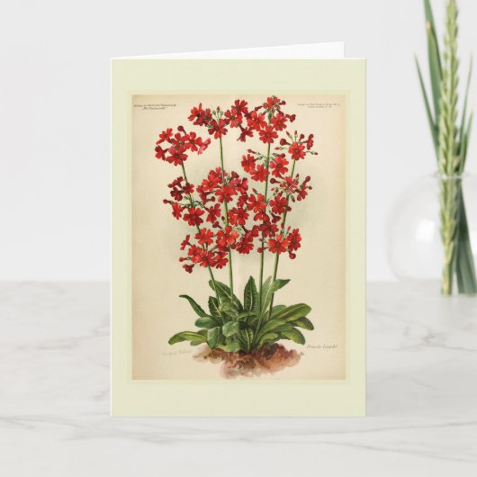 サクラソウ属 カード (正面)