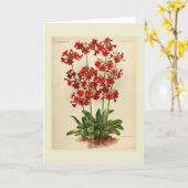 サクラソウ属 カード (黄色い花)