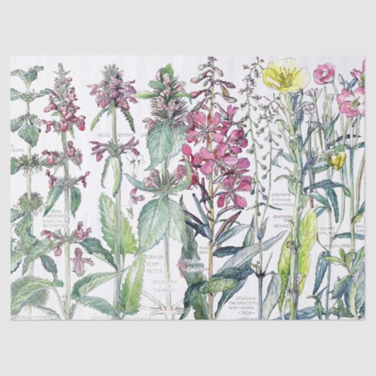 サクラソウ猫耳の花の野生の花のティッシュペーパー 薄葉紙 (正面)