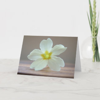 サクラソウ カード