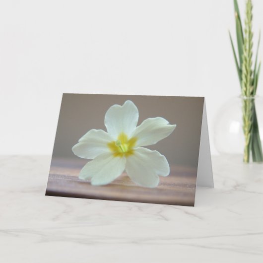 サクラソウ カード (正面)