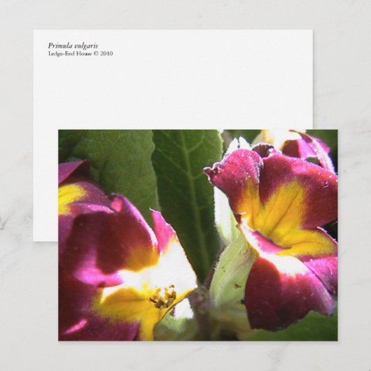 サクラソウ ポストカード (正面/裏面)