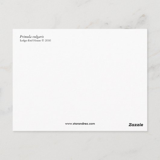 サクラソウ ポストカード (裏面)