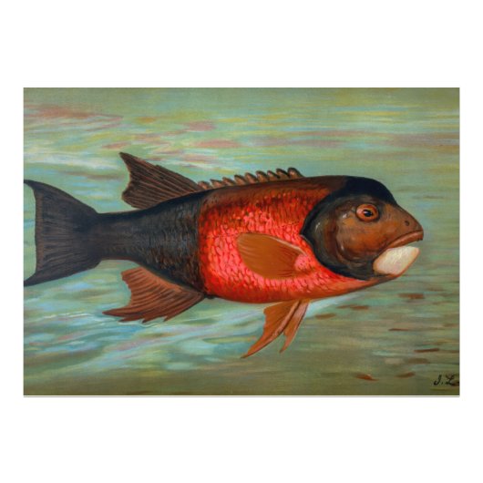 サクラメントパイクバイジョン・L・ペトリー フォトプリント            (正面)