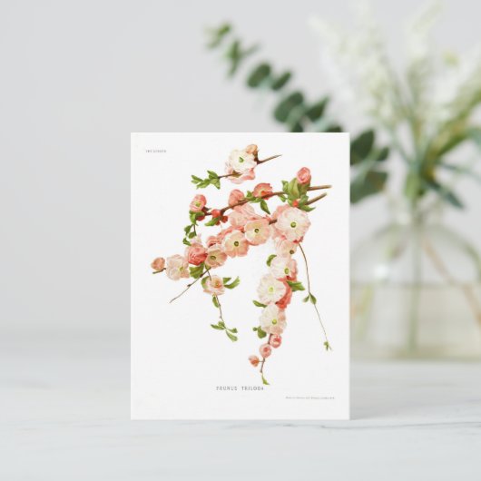 サクラ ポストカード (スタンド正面)