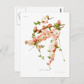 サクラ ポストカード (正面/裏面)