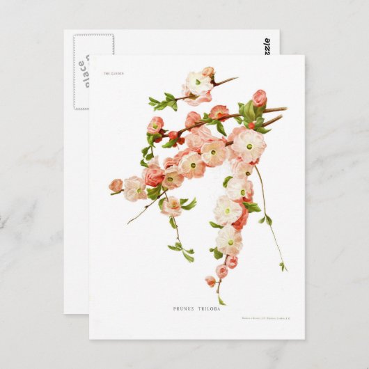 サクラ ポストカード (正面/裏面)