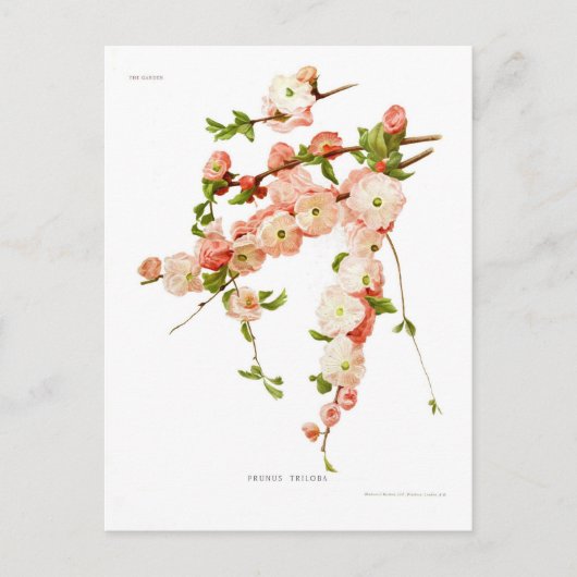 サクラ ポストカード (正面)