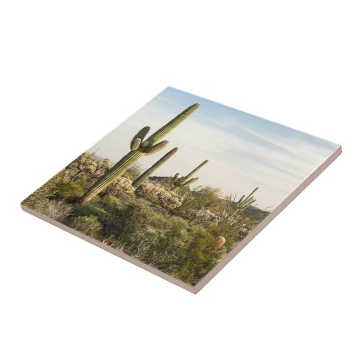 サグアロのサボテン、アリゾナ、米国 タイル (側面)