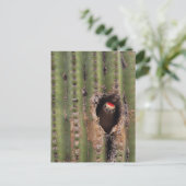 サグアロのヒラのキツツキ ポストカード (スタンド正面)