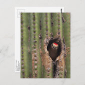 サグアロのヒラのキツツキ ポストカード (正面/裏面)
