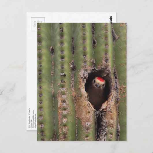 サグアロのヒラのキツツキ ポストカード (正面/裏面)