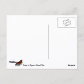 サグアロの日の出（サグアロ国立公園にて） ポストカード (裏面)