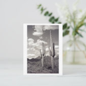 サグアロカクタスソノラデザートB&Wフォトポストカード ポストカード (スタンド正面)