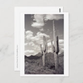 サグアロカクタスソノラデザートB&Wフォトポストカード ポストカード (正面/裏面)