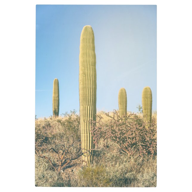 サグアロス メタルプリント (正面)