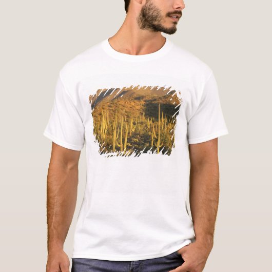 サグアロ国立公園近くのサグアロサボテン Tシャツ (正面)
