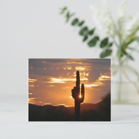 サグアロ・レイ ポストカード (スタンド正面)