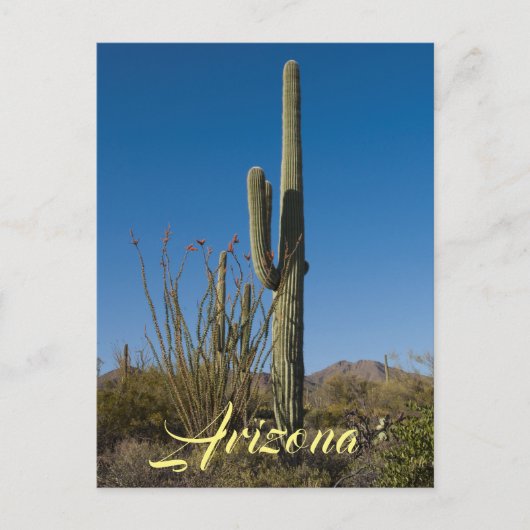 サグアーロサボテン葉書 ポストカード (正面)