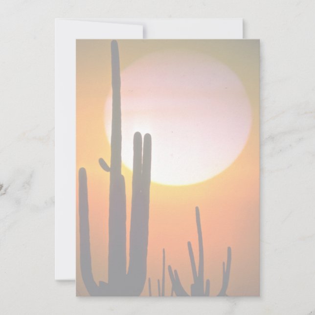 サグアーロサボテン、ソノラン砂漠、アメリカ砂漠 (正面)