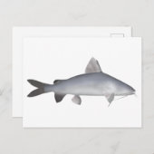 サケのナマズ ポストカード (正面/裏面)