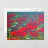 サケの産卵走 ポストカード (正面/裏面)