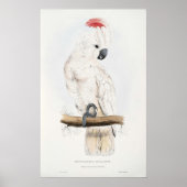 サケの紋付きコカトーのポスター ポスター (正面)