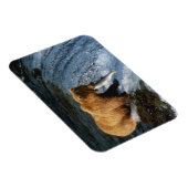 サケを捕らえるアラスカのヒグマ|過去記事 マグネット (右側)