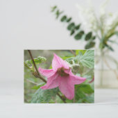 サケベリーブロッサム（ウナスカ島） ポストカード (スタンド正面)