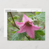 サケベリーブロッサム（ウナスカ島） ポストカード (正面/裏面)