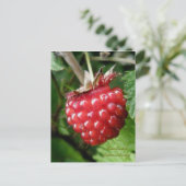 サケベリー、ウナスカ島 ポストカード (スタンド正面)