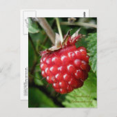 サケベリー、ウナスカ島 ポストカード (正面/裏面)