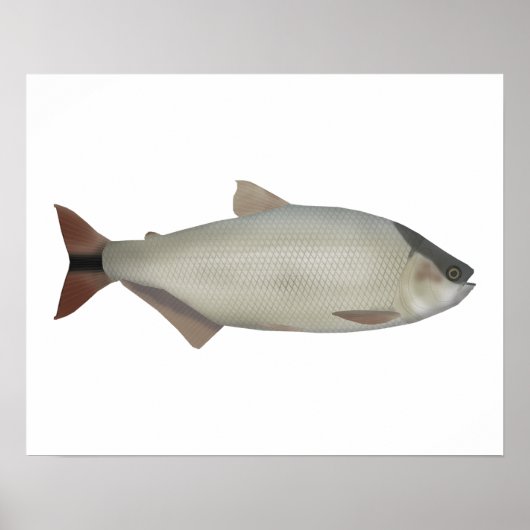 サケ科の魚 ポスター (正面)