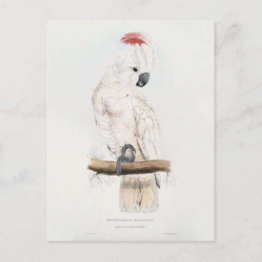 サケ頂点に達されたオウム ポストカード (正面)