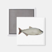 サケ類の淡水魚 マグネット (正面/裏面)