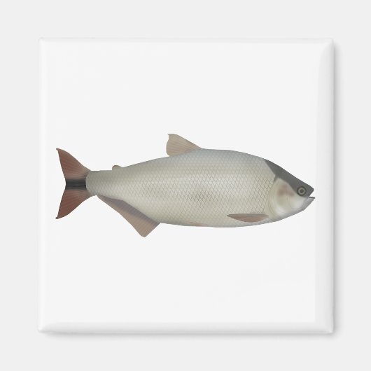 サケ類の淡水魚 マグネット (正面)