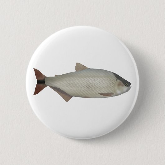 サケ類の淡水魚 缶バッジ (正面)