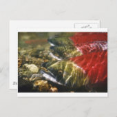 サケ ポストカード (正面/裏面)