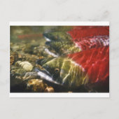 サケ ポストカード (正面)