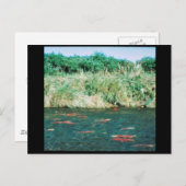 サケ ポストカード (正面/裏面)