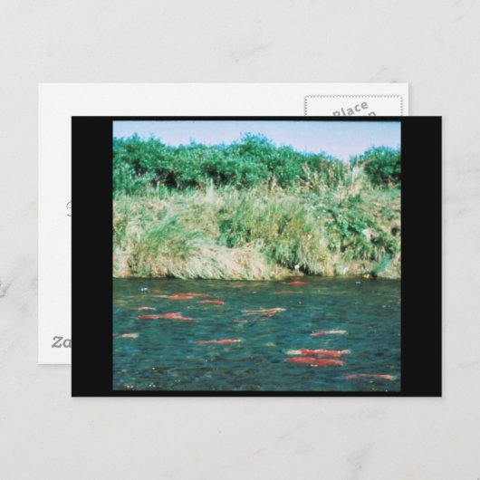 サケ ポストカード (正面/裏面)