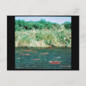 サケ ポストカード (正面)