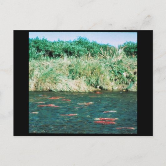 サケ ポストカード (正面)